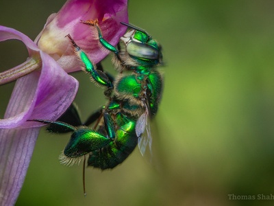 Green Orchid Bee