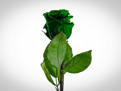 Green Rose