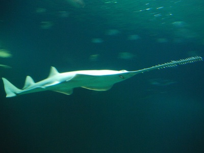 Green Sawfish