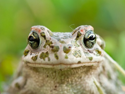 Green Toad