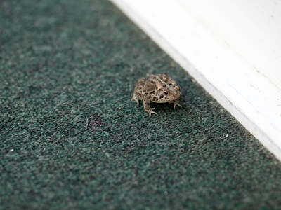 Green toad