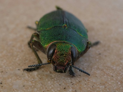 Green Tortoise Beetle
