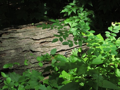 Green Tree Skink