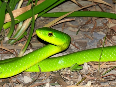 Green Water Snake