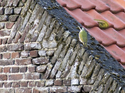 Green woodpecker