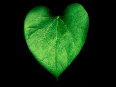 Greenheart