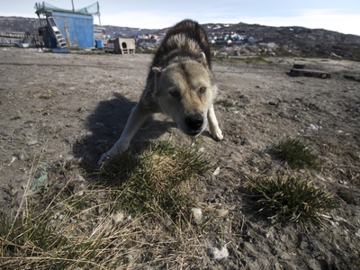 Greenland Dog