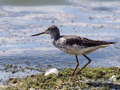 Greenshank