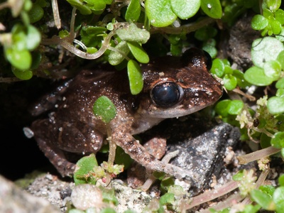 Grenada Frog