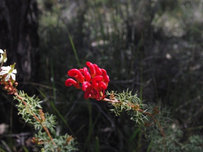 Grevillea