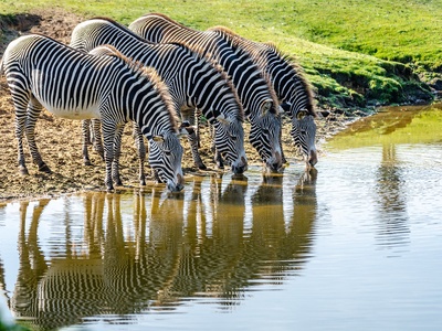 Grévy's Zebra