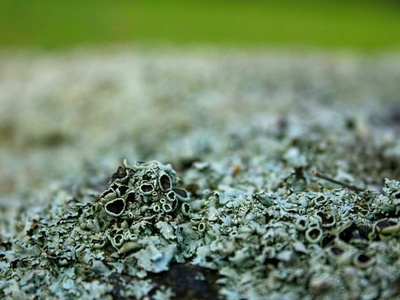 Grey-cushion moss