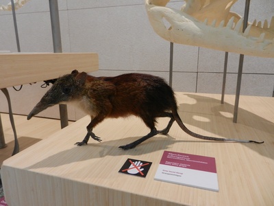 Grey-faced Sengi