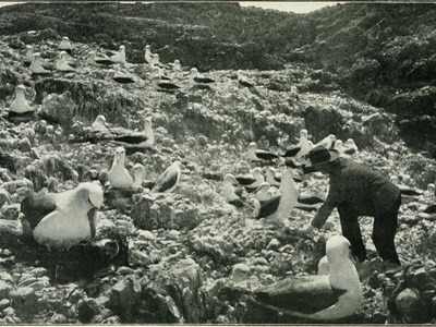 Grey-headed Albatross
