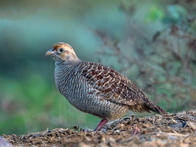 Grey Francolin