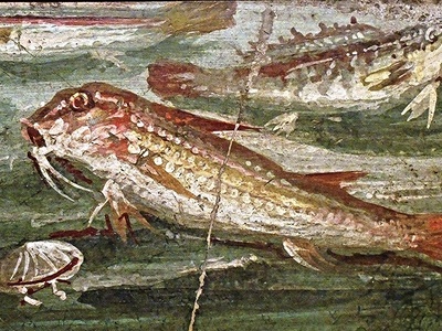 Grey mullet