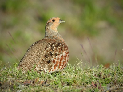 Grey Partridge