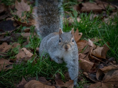 Grey Squirrel