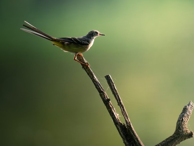 Grey Wagtail