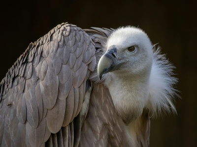 Griffon Vulture