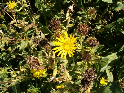 Grindelia