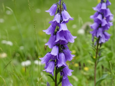 Grossheim's Bellflower
