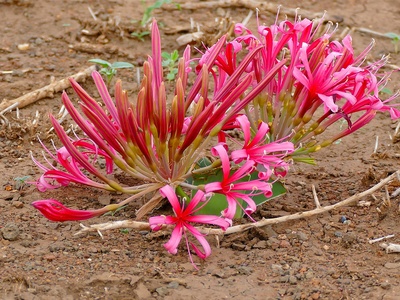 Ground-lily