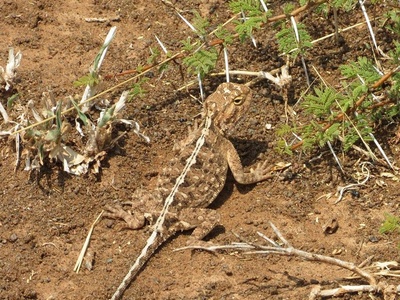 Ground Agama