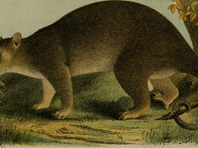 Ground Cuscus