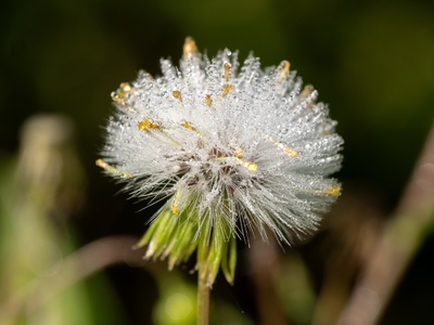 Groundsel