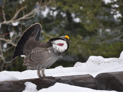 Grouse