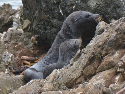 Guadalupe Fur Seal