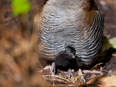 Guam Rail