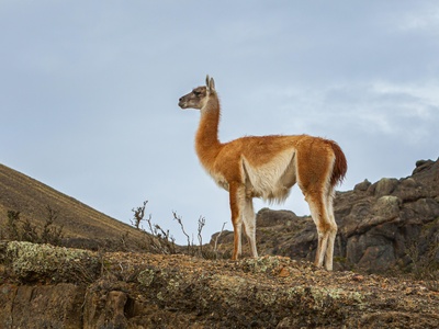 Guanaco