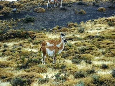 Guanaco