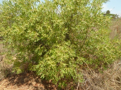Guarri Bush