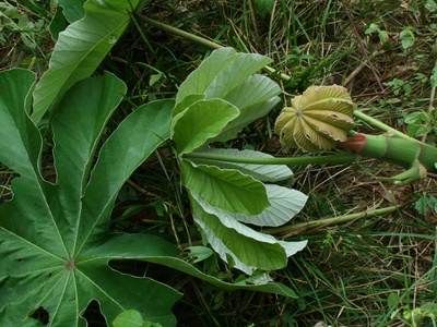 Guarumo