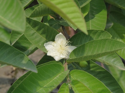 Guava (white)