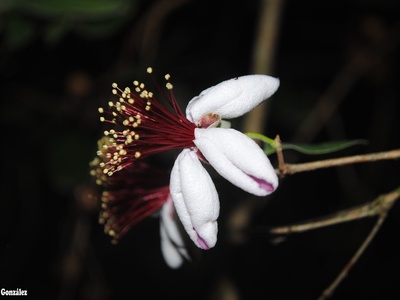 Guayabo del país