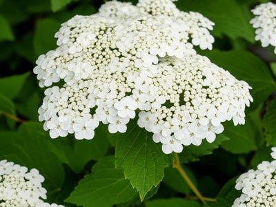 Guelder rose