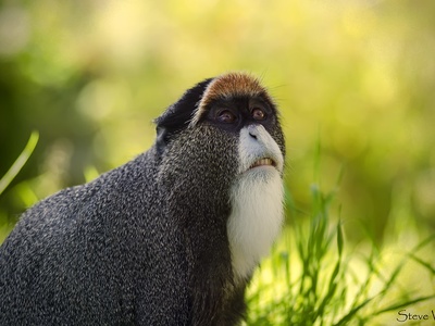 Guenon, De Brazza's