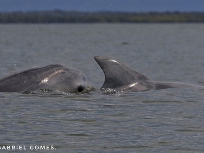 Guiana Dolphin