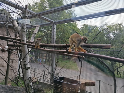 Guianan Squirrel Monkey