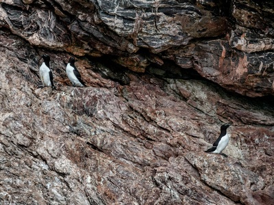 Guillemot