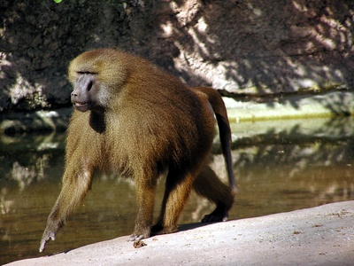 Guinea Baboon