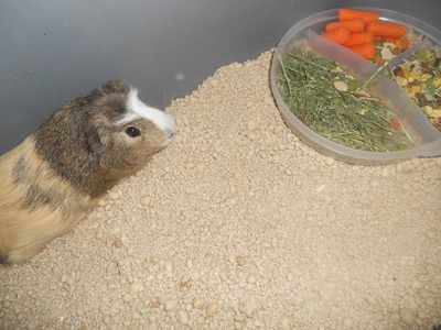 Guinea pig