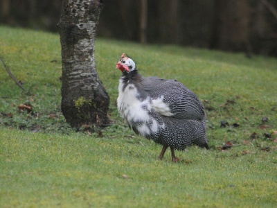 Guineafowl