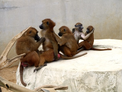Guinean baboon