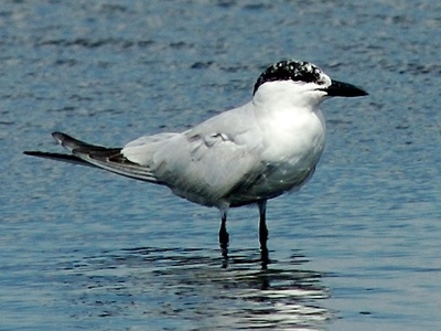 Gull-billed Tern