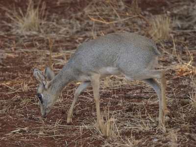 Gunther's Dik-dik